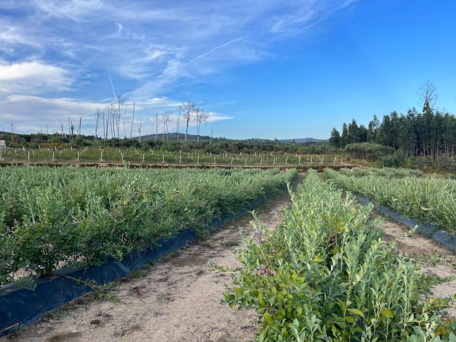 Willa Quinta Do Carregal Mangualde Zewnętrze zdjęcie